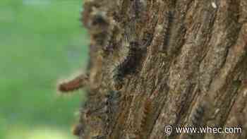 What can be done about the gypsy moth caterpillar infestation?