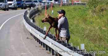 Alaska Man Steps in After Baby Moose Causes Traffic Jam Trying to Reach Its Mother