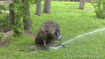 Animals From Around the World Celebrate International Bath Day at Chicago Zoo - Yahoo News Canada