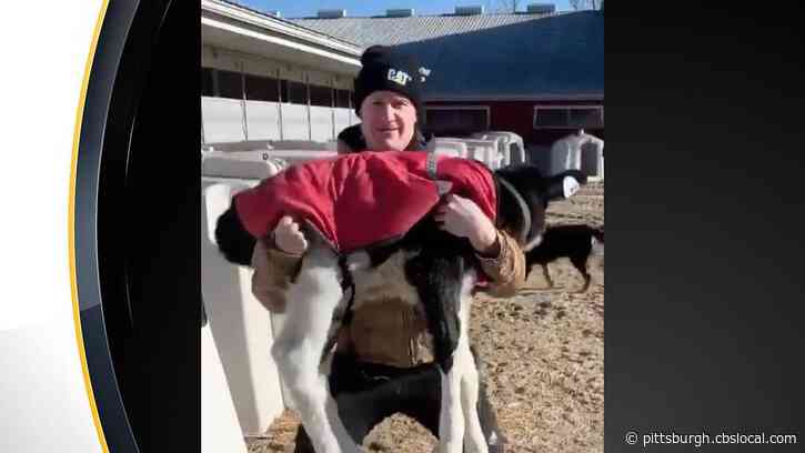 Pittsburgh Penguins’ Jared McCann Wins Fan Choice Award For Cow-Inspired Workout