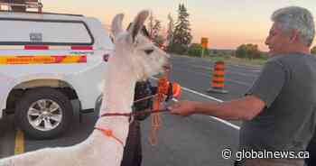 Loose llama causes brief partial closure of Highway 400 southbound lanes near King City