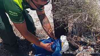 Cabras, i barracelli salvano un gabbiano con un'ala ferita - L'Unione Sarda.it - L'Unione Sarda.it