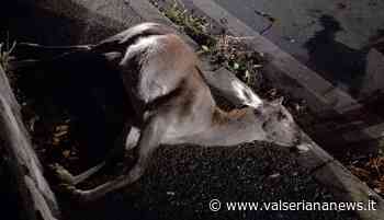 Cerve investite fra Clusone e Rovetta, donna finisce in ospedale - Valseriana News - Valseriana News