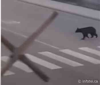 iN VIDEO: Black bear spotted wandering through Kelowna | iNFOnews | Thompson-Okanagan's News Source - iNFOnews
