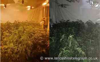 Two cannabis grows discovered by police while investigating violent disorder incidents