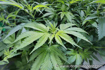 Mon Commission will likely weigh in on medical cannabis next week - The Dominion Post