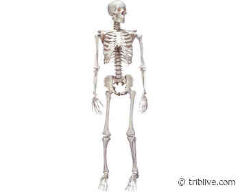 Burrell approves anatomy class to ready students for medical careers - TribLIVE