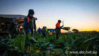 Coalition divided amid concerns agriculture visa could undermine Pacific Islands scheme