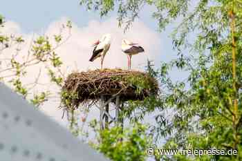 Die Störche klappern in Weischlitz - Freie Presse
