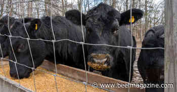 Ways to reduce your cattle feed bill