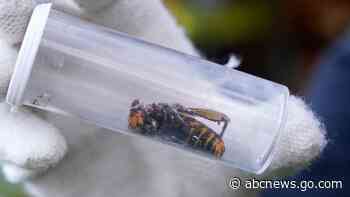 Dead 'murder hornet' near Seattle is 1st found in US in 2021