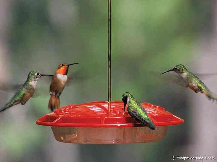 The 10 best bird feeders in 2021
