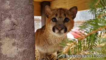 Cougar kitten recovering at Minnesota's Wildcat Sanctuary