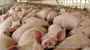 Bariloche: tres cerdos silvestres dieron positivos en triquinosis - Minuto Neuquen
