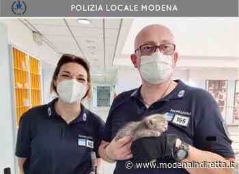 Modena, gattina gettata tra i rifiuti: salvata dalla polizia locale - modenaindiretta.it