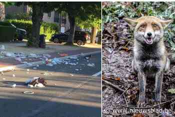 Interza roept op om afvalzakken te beschermen tegen vossen en katten: “Als inhoud verspreid ligt over straat, moet je die zelf opruimen”
