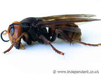 Murder hornets: Scientists find dead insect in first 2021 sighting (cloned)
