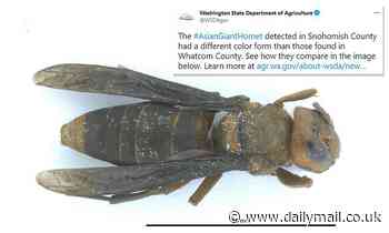 New murder hornet identified in Washington state that experts can't figure out where it came from 