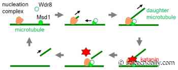 Hired Blade: Anchoring Complex in Plant Cells Recruits Its Own Katana Sword To Cut New Microtubules