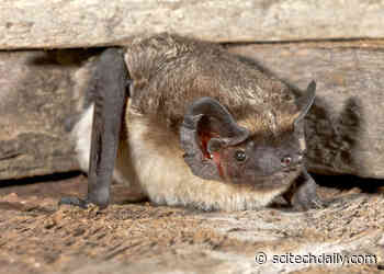 Bats in Switzerland Harbor Diverse Viruses – Some With Risk of Jumping to Humans