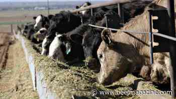Cattle feed cost comparison