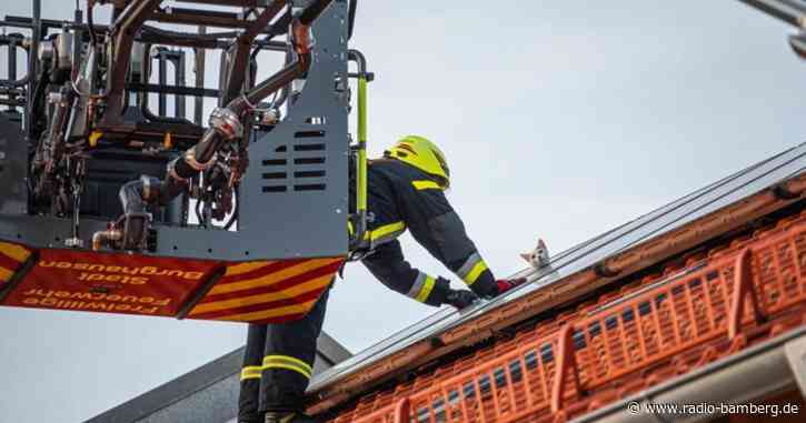Kater bei Hitze auf Solardach eingeklemmt