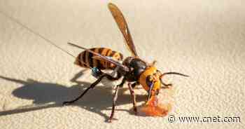 'Perplexing' murder hornet marks first US sighting of the insect in 2021     - CNET