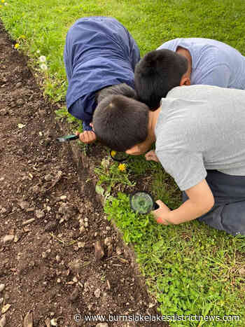 Morris Williams Elementary students’ radish harvest for The LINK - Burns Lake Lakes District News