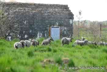 Alle hoop voor Groot Schietveld rust op duizend schapenschouders