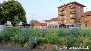 Torino, giardini abbandonati al degrado: "L'erba alta è un pericolo per cani e uomini, porta le zecche" - TorinoToday