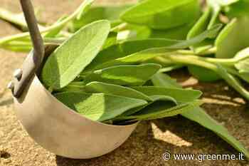 Salvia: come piantare, coltivare e raccogliere l’erba amica delle donne - greenMe.it