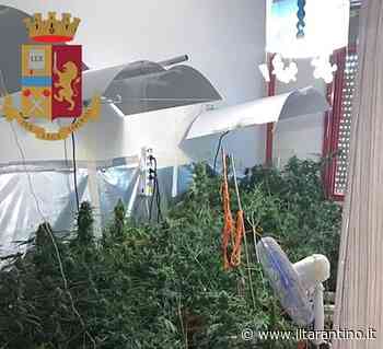Talsano: scoperta una coltivazione di erba in casa - IlTarantino
