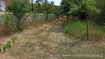 L'erba alta tagliata da un residente: quando il senso civico aiuta il decoro urbano - Vivere Senigallia