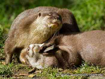 Warum spielen Otter mit Steinen? Projekt in Tübingen - Westfalen-Blatt