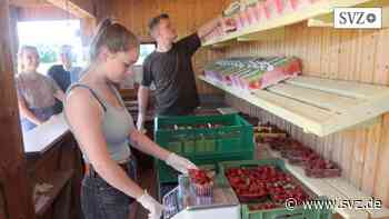 Ernte in Stralendorf gestartet: Erdbeerfreunde kommen in Region Parchim wieder auf ihre Kosten | svz.de - svz – Schweriner Volkszeitung