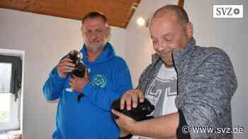 Ludwigslust-Parchim: Katzen werden zum Problem im Landkreis | svz.de - svz – Schweriner Volkszeitung