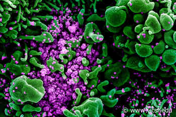 Mutation in Highly Infectious Alpha Variant May Help Coronavirus Evade Immune System - UCSF News Services