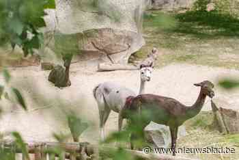 Alpaca’s verhuizen van Planckendael naar Antwerpen