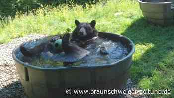 Schwarzbär genießt kühlendes Bad