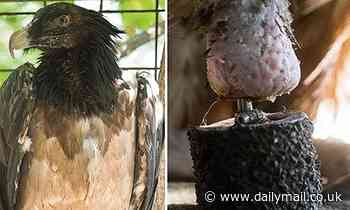 Wild vulture had its right leg amputated - experts created a prosthetic to help it fly and hunt