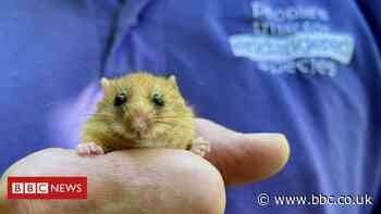 Thousandth dormouse brought back to the wild