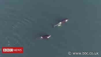 Drone cameras record social lives of killer whales
