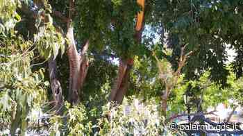 Palermo, tronco di albero si schianta al suolo in via Fermi - Giornale di Sicilia