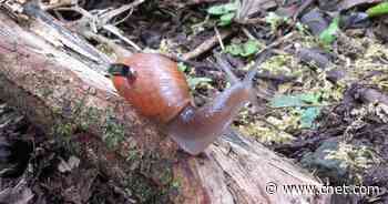 How one snail species survived a nasty predator's killing spree     - CNET