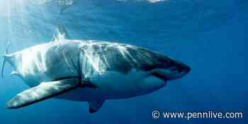 Great white shark tagged for first time off Rhode Island coast - pennlive.com