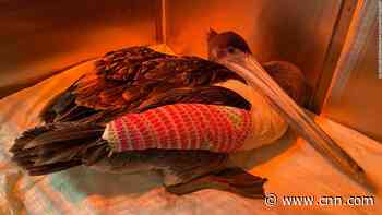 Someone is breaking the wings of pelicans in California