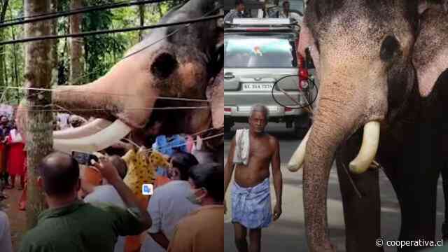 Elefante caminó 25 kilómetros para despedir a su cuidador