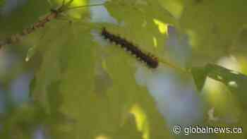 Gypsy moth caterpillars eating Ontario trees bare