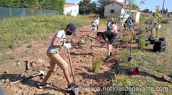 Plantación de olmos con ayuda del alumnado del instituto lodosano - Noticias de Navarra