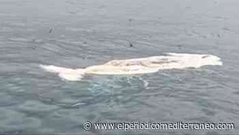 El cadáver de un cetáceo apareció flotando cerca de la playa de Orpesa - El Periódico Mediterráneo